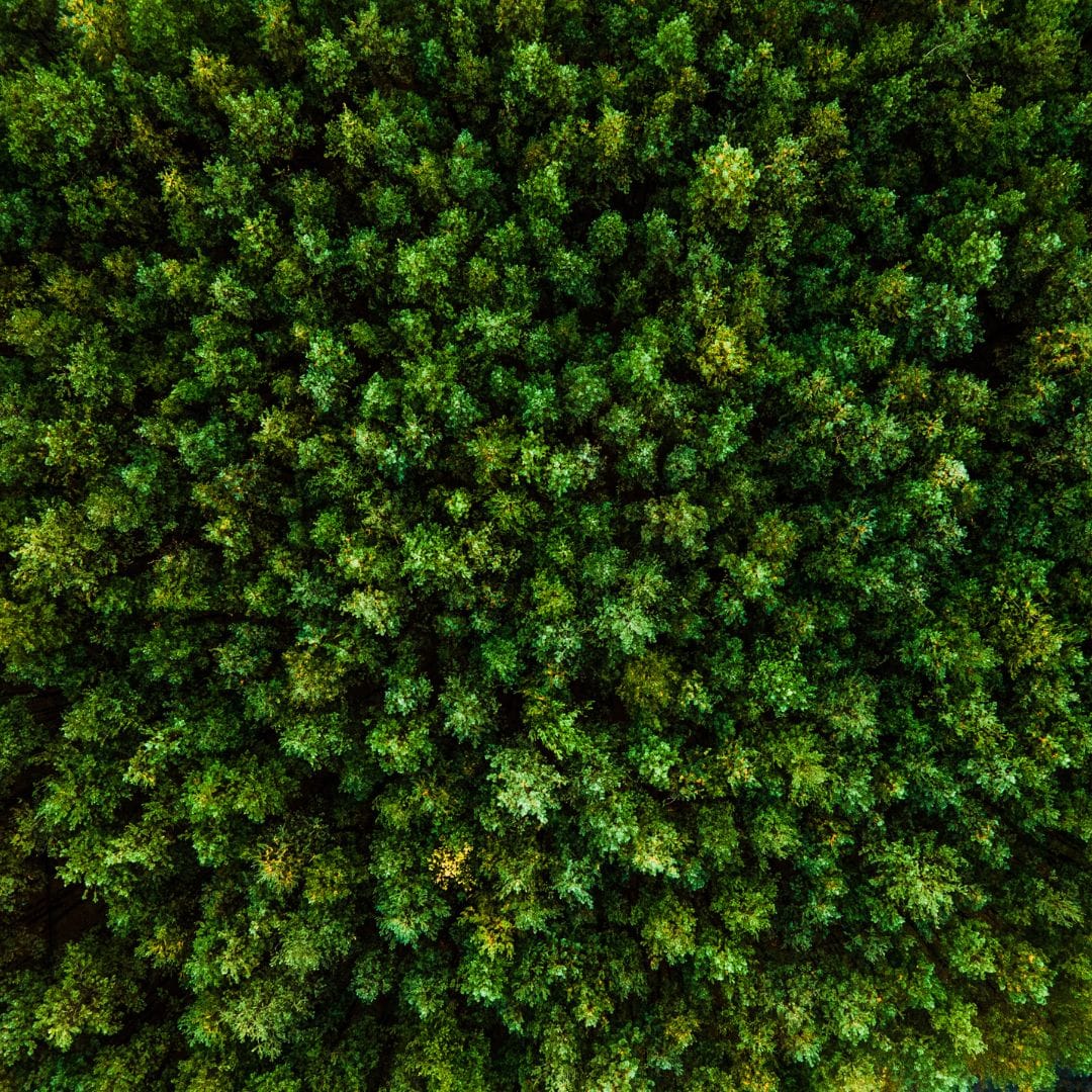 La Foresta Eremitica - immagine 4