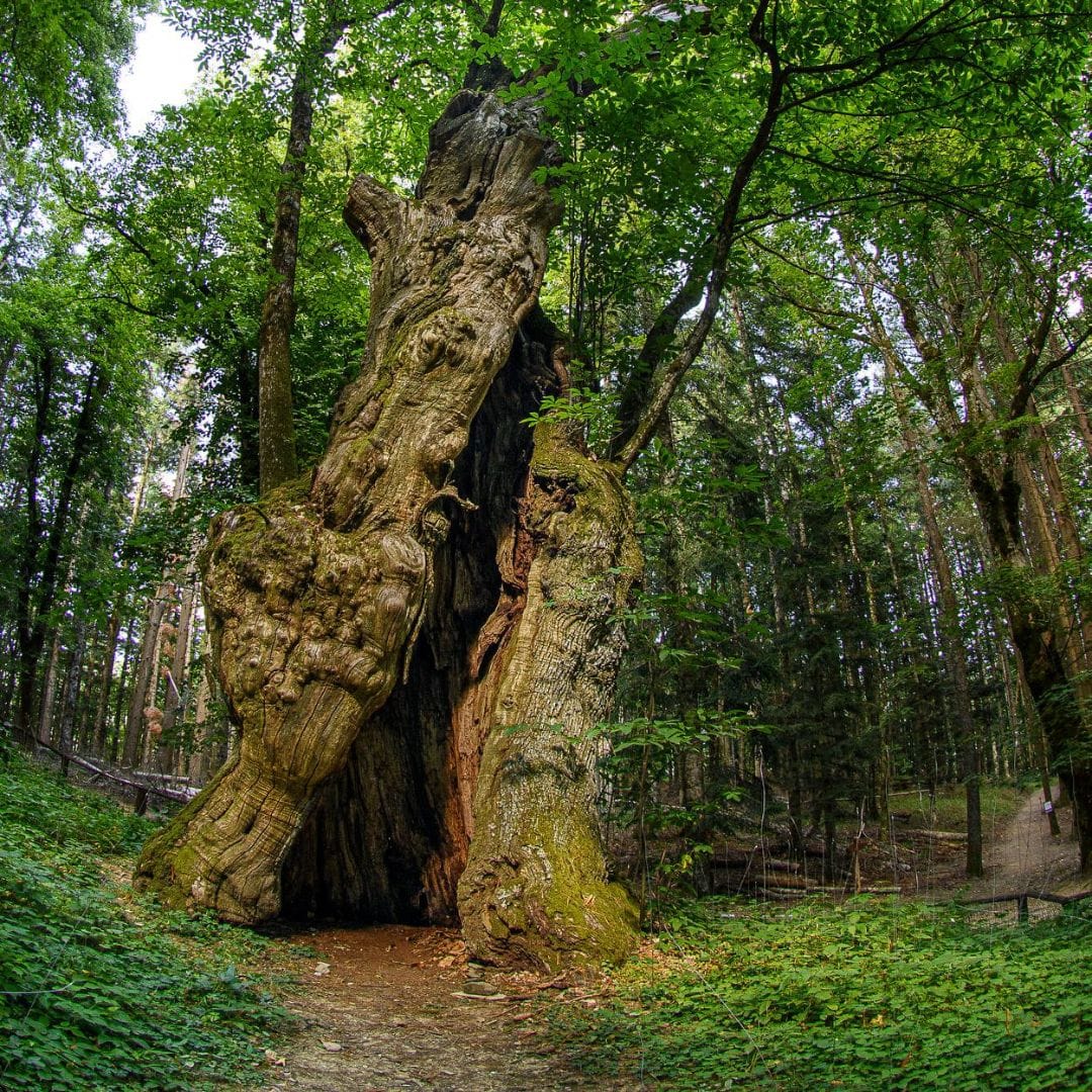La Foresta Eremitica - immagine 3