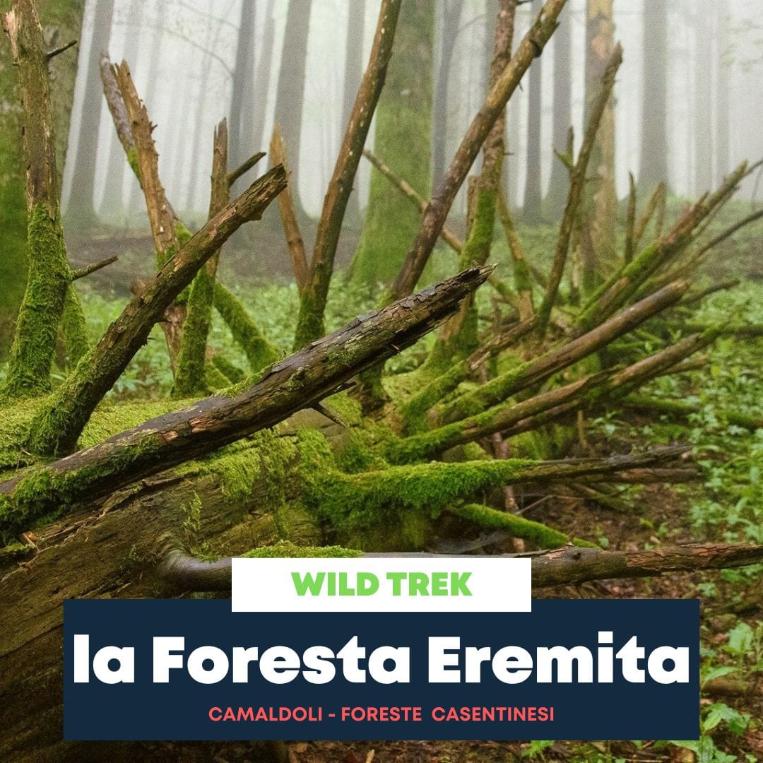 La Foresta Eremitica