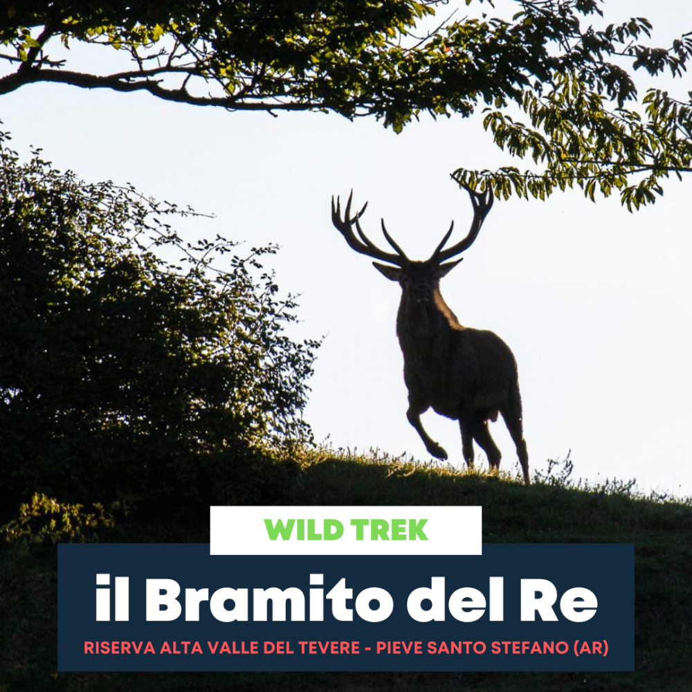 Il Bramito del Re