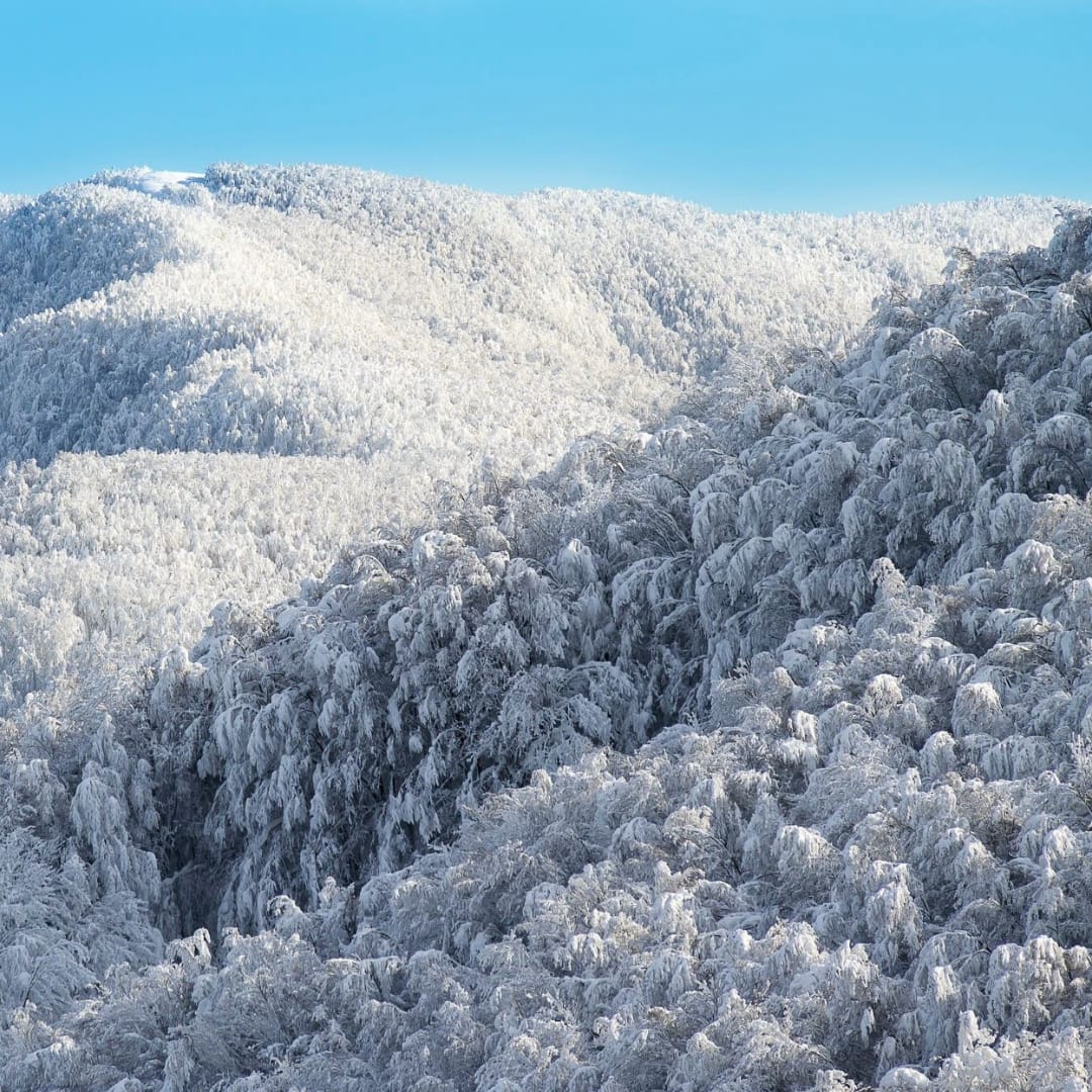 Casentino Polare - immagine 3