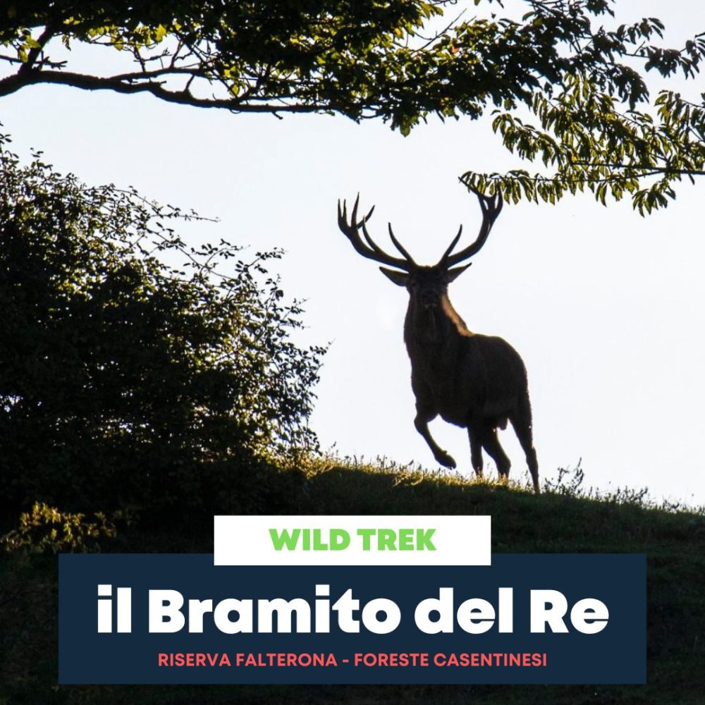Il Bramito del Cervo nelle Foreste Casentinesi