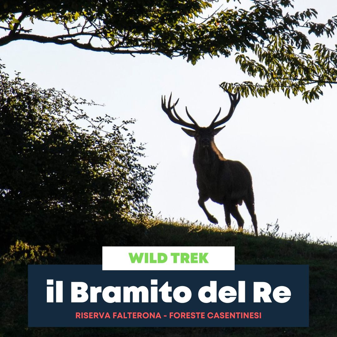 Bramito del cervo nel Falterona nelle Foreste Casentinesi