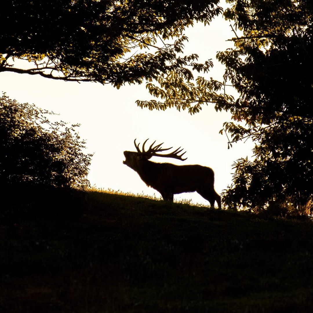 Riserva nel Falterona nel Parco delle Foreste Casentinesi