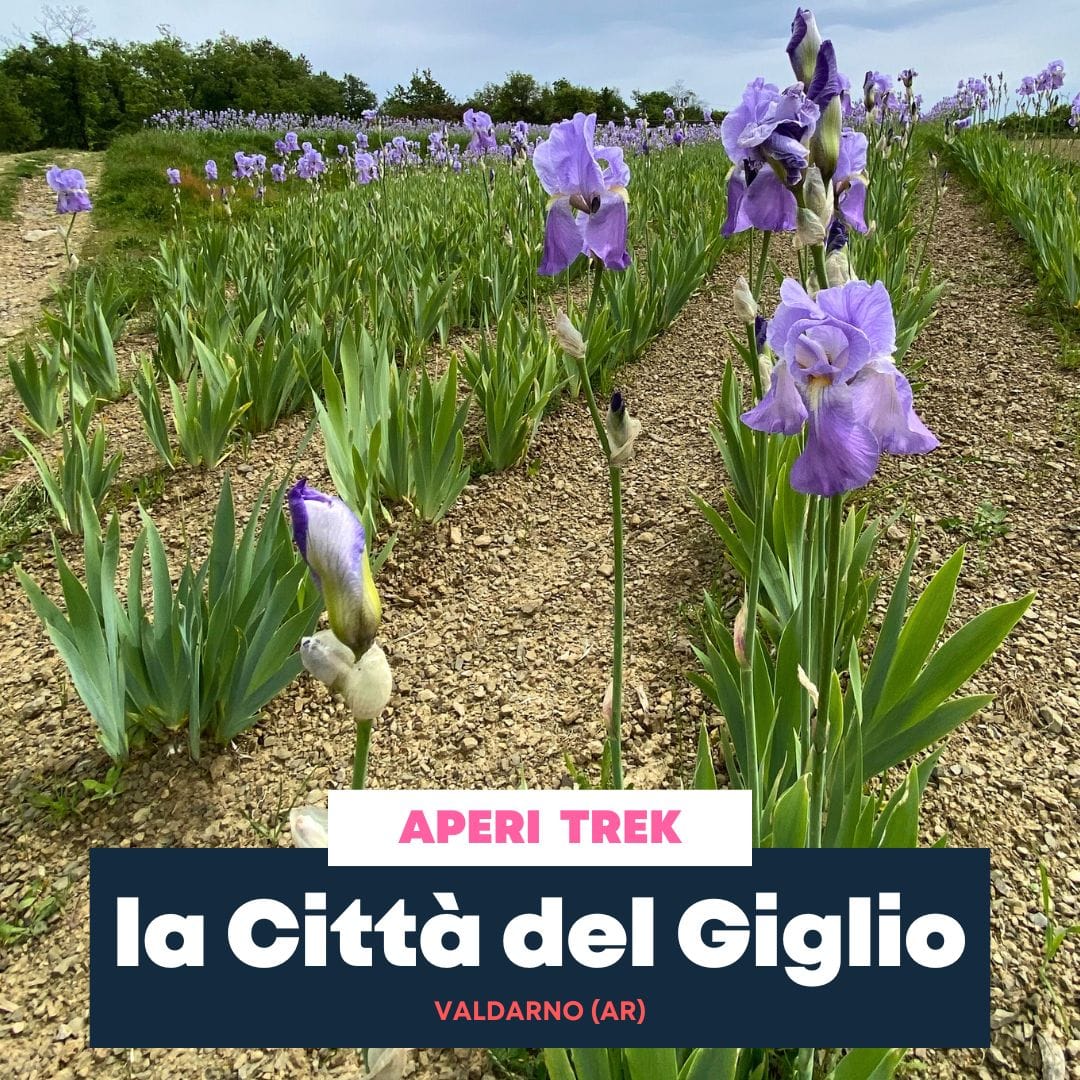 la Città del Giglio