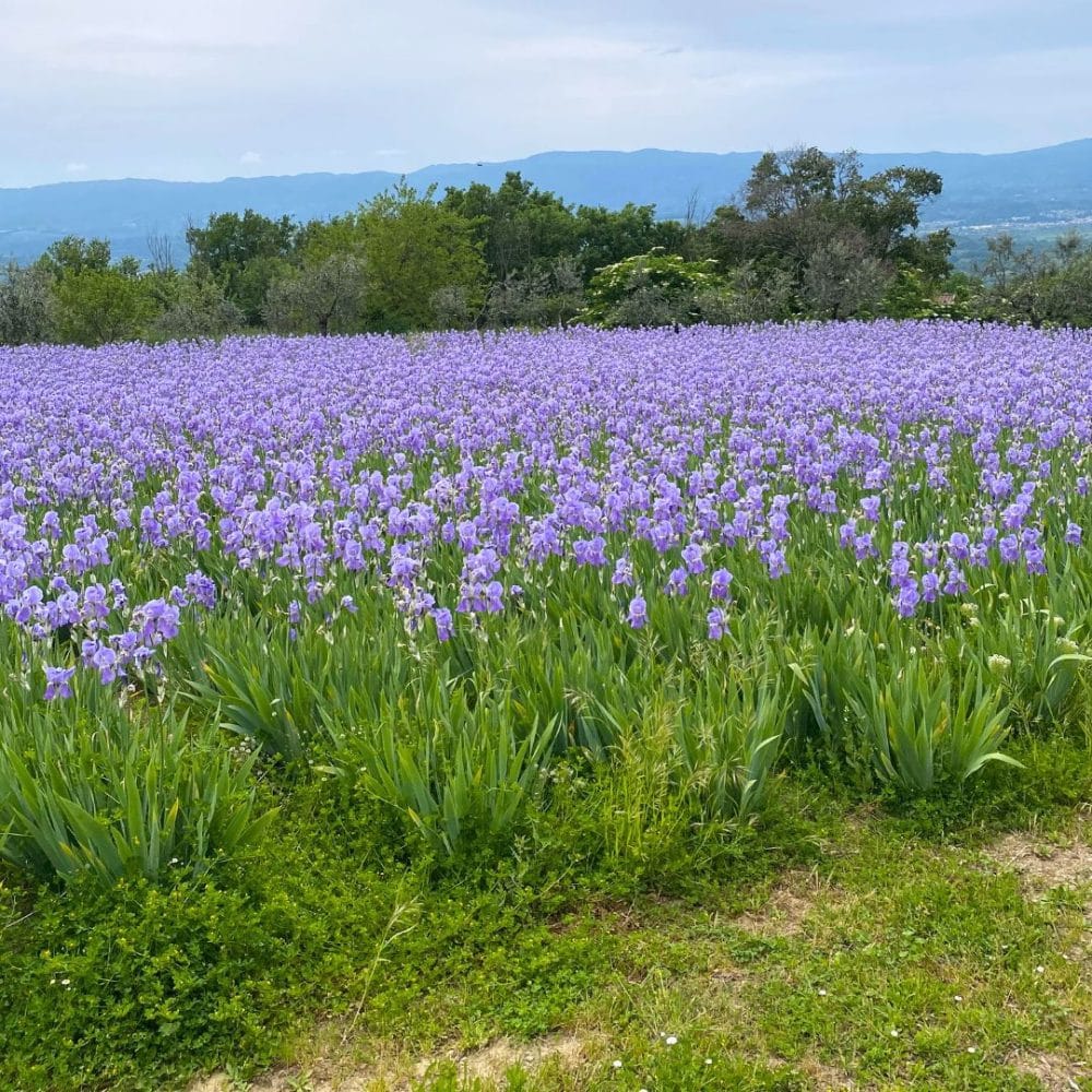 la Citt&agrave; del Giglio