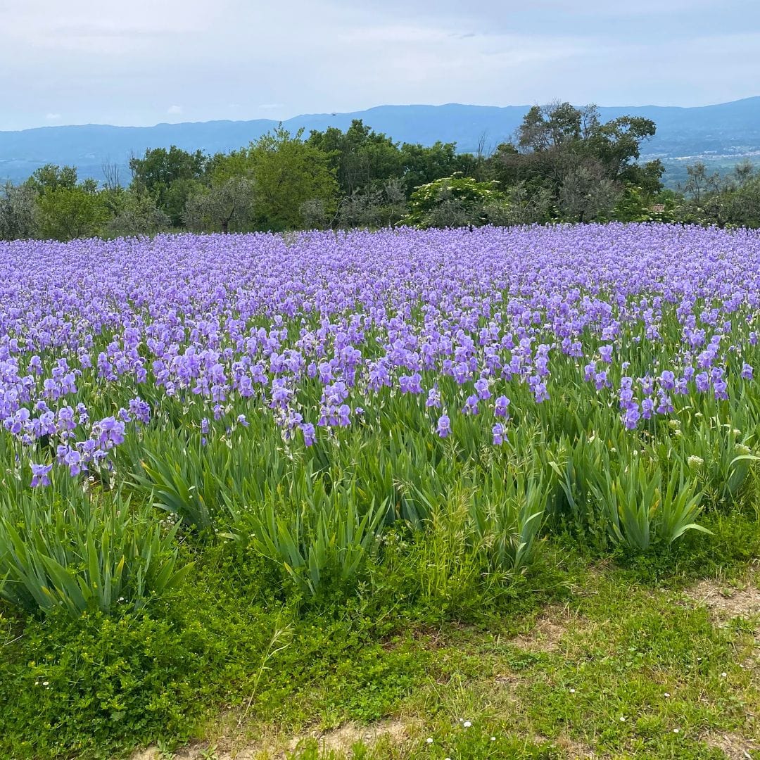 la Città del Giglio - immagine 2