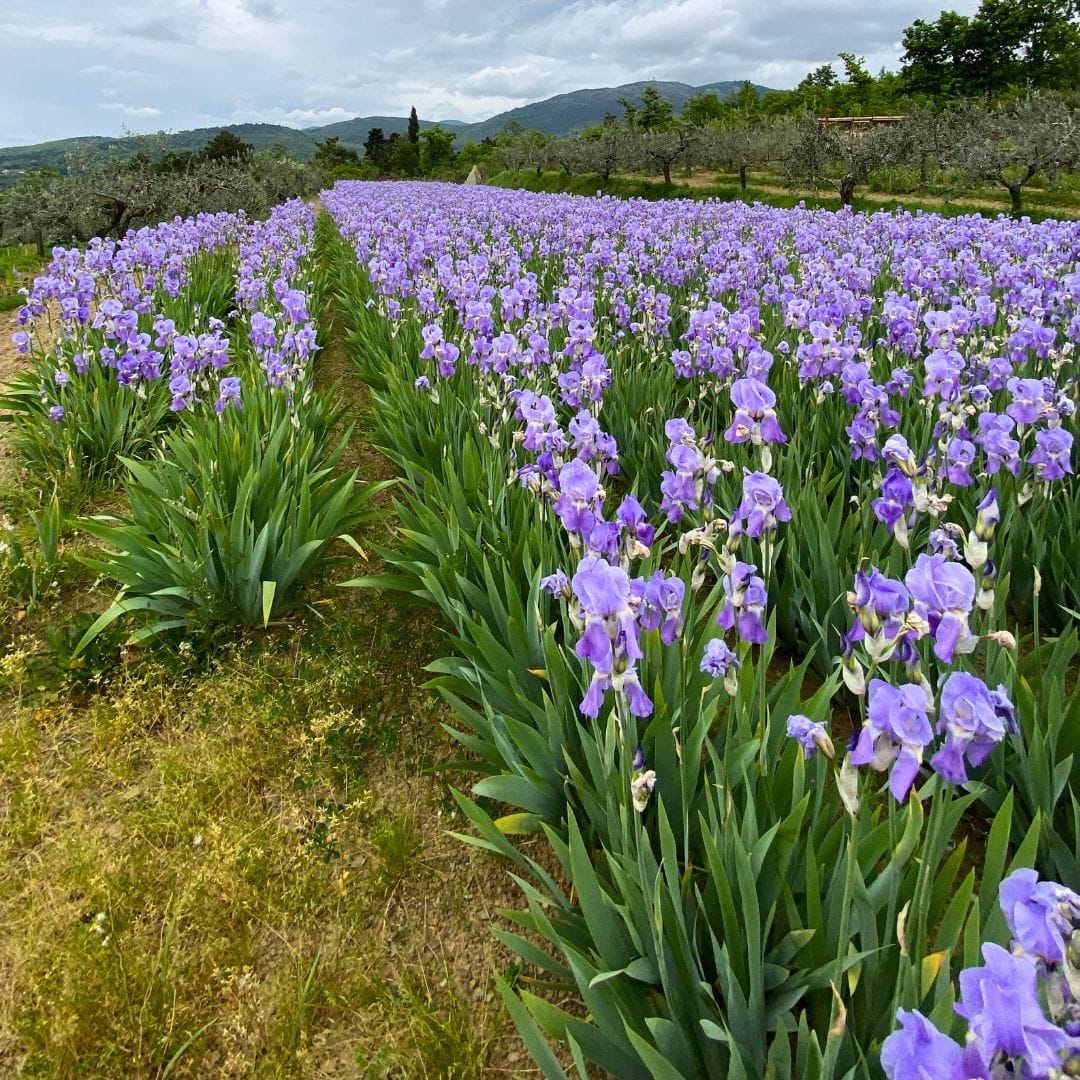 la Città del Giglio - immagine 3