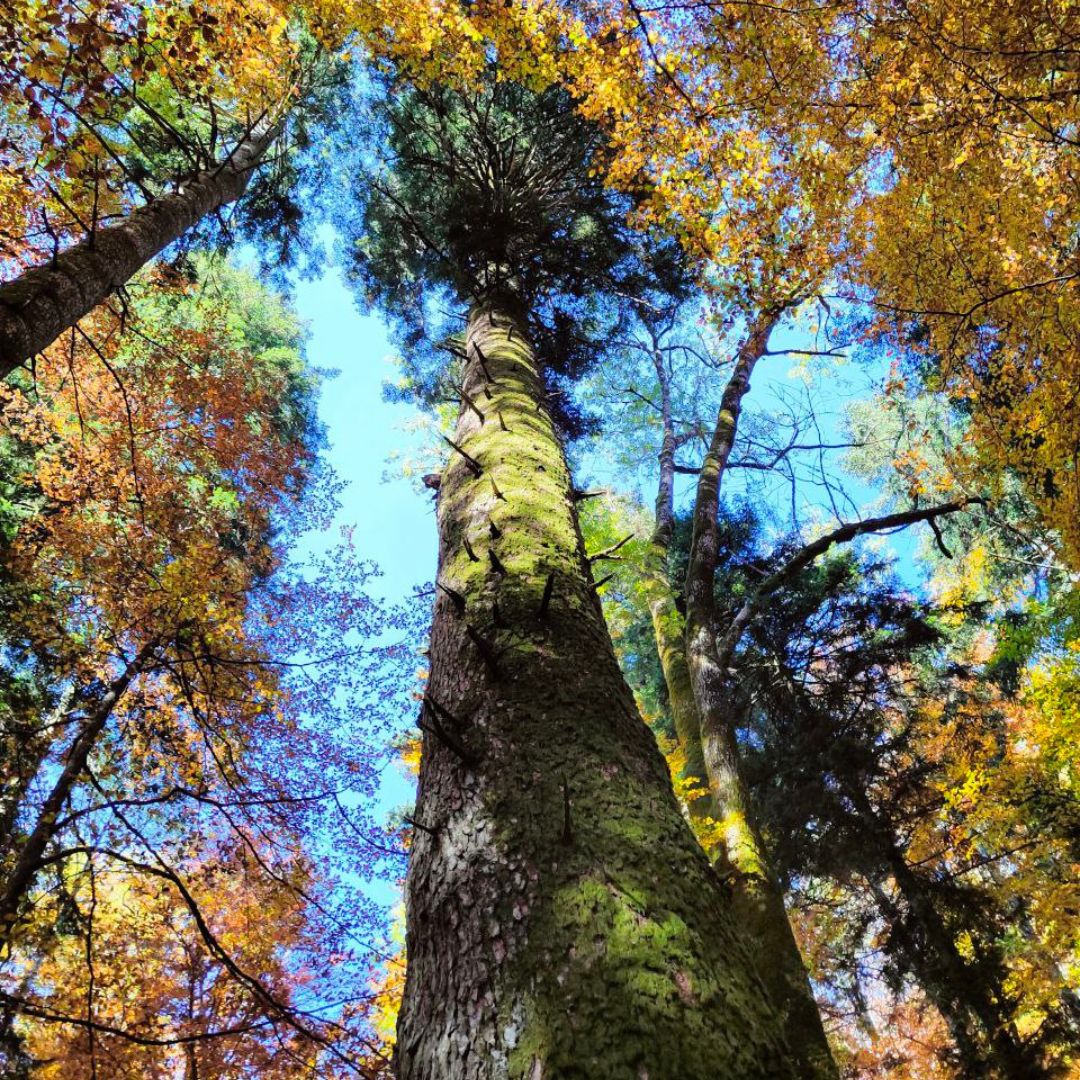 Trekking all’albero più alto d’Italia tra le Foreste di Vallombrosa