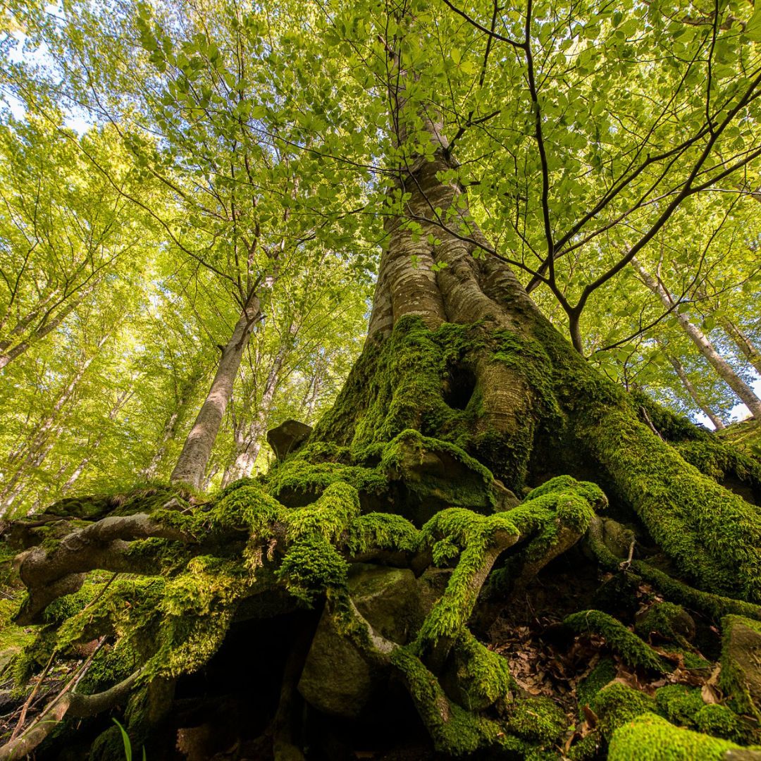 Escursione tra spiritualit&agrave;, leggende e natura in Casentino, sul Monte Penna, a Chiusi della Verna. Alla scoperta dei luoghi di San Francesco nel Bosco delle Fate