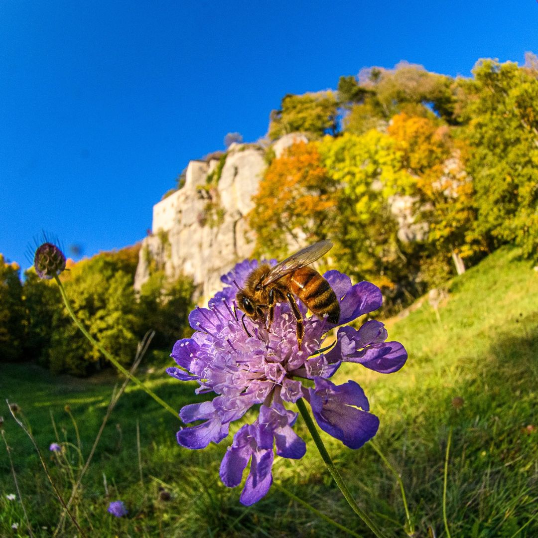 Camminata sul Monte Penna per esplorare il Bosco delle Fate. Da Chiusi della Verna, fino al Santuario di San Francesco e Sasso Spicco, meta dei pellegrini e di escursioni