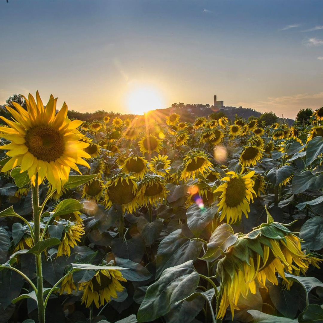 San Torello - immagine 2