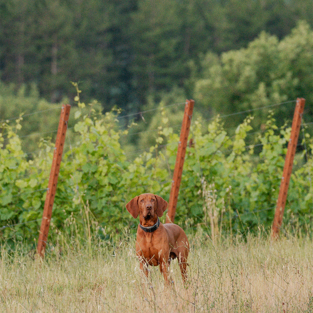 Stia Wine - immagine 3