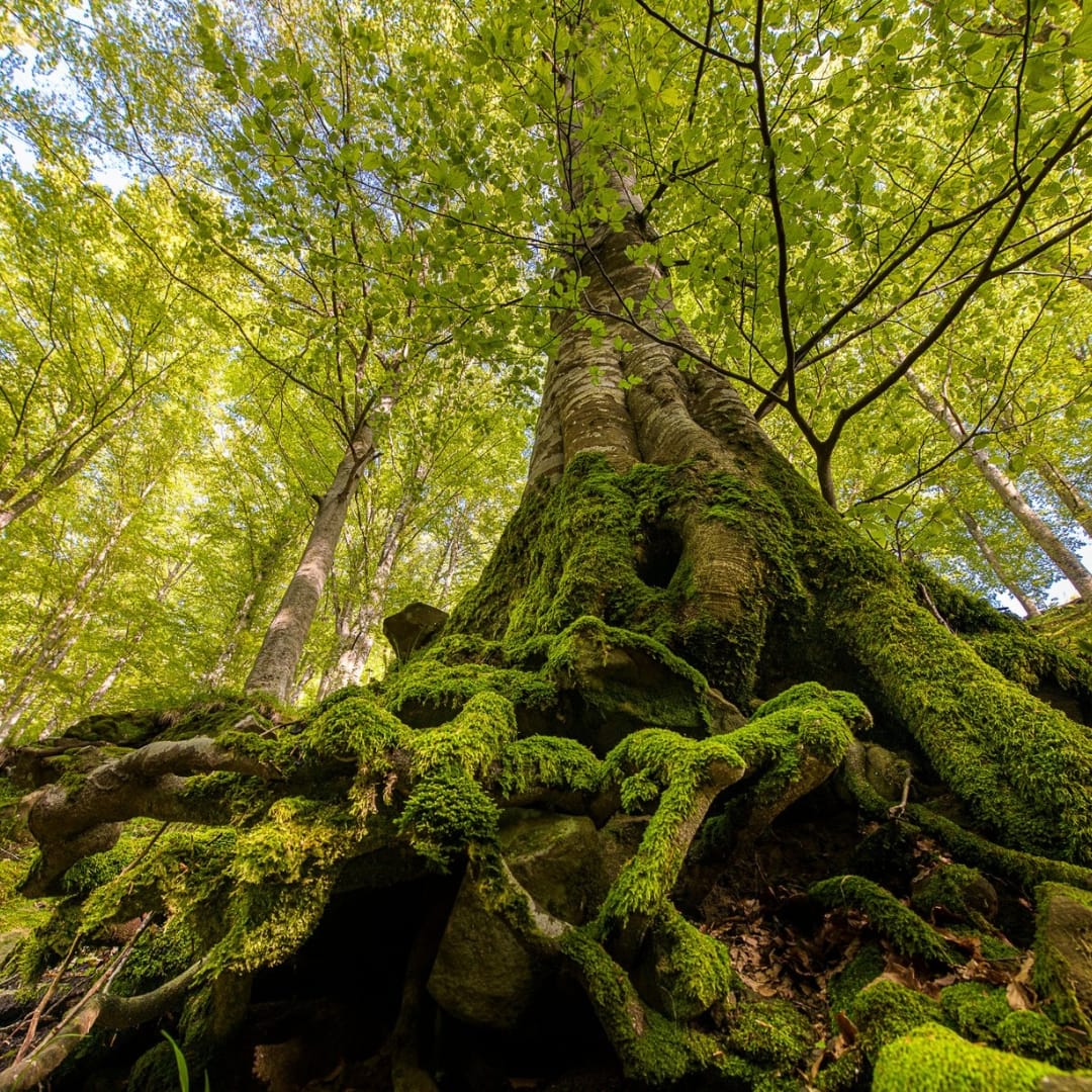 Il Bosco delle Fate - immagine 4