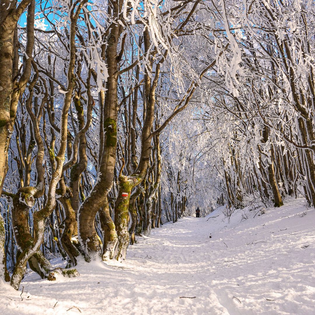 Casentino Polare - immagine 7