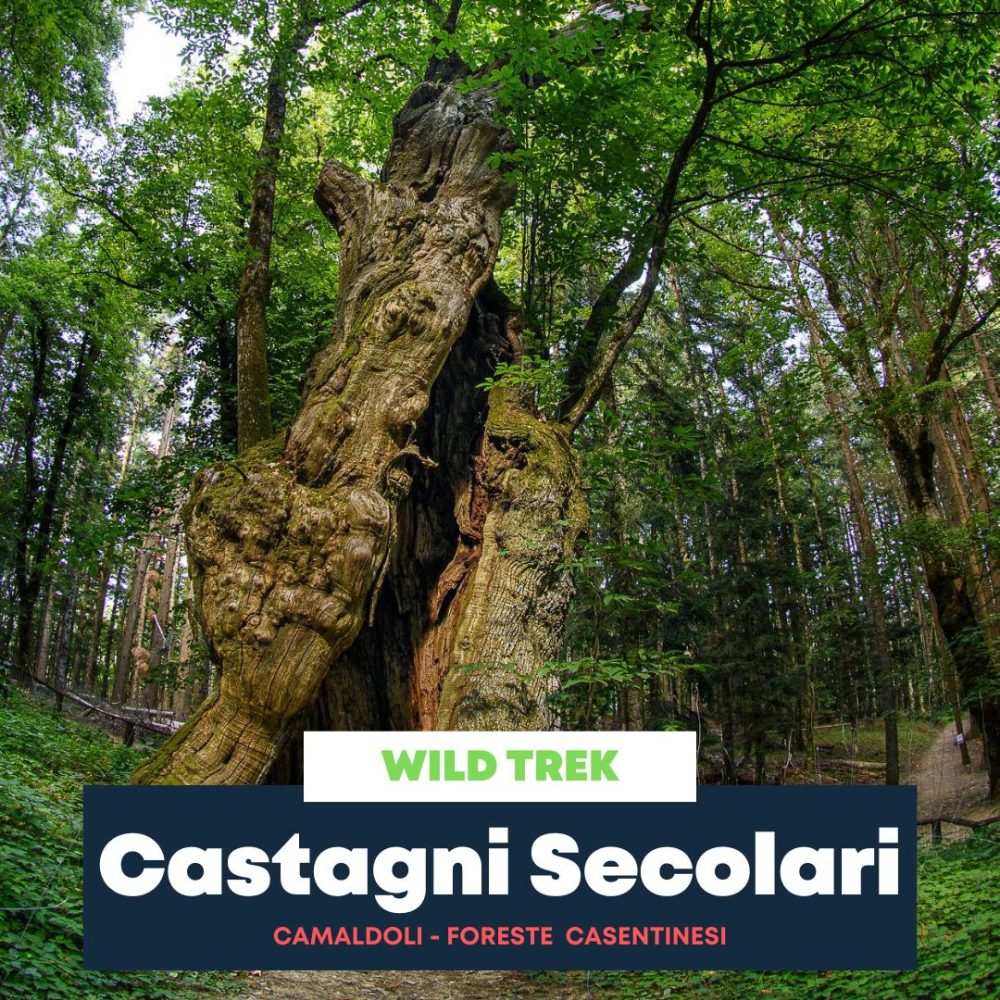 i Castagni di Camaldoli